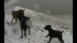 Bouncing Boykins  Frolicing in the snow in Montana [upl. by Arytal]