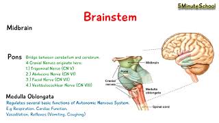 Brainstem  Midbrain Pons and Medulla Oblongata  EXPLAINED [upl. by Jessy]