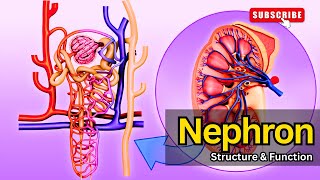 Nephron Structure amp Function EXPLAINED  Nephron structure  Nephron function Nephron class 12 [upl. by Mic]