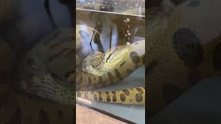 Anaconda Takes Breath After Big Meal [upl. by Adley]