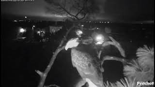 F23 spends the night on the nest tree 😍  20241007  SWFL [upl. by Acinorehs76]