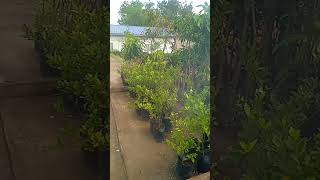 kalamansi plants short video  YouTube short [upl. by Marler141]