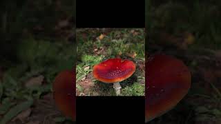 Fly agaric [upl. by Nyrok705]