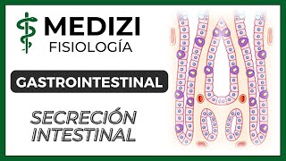 Clase 52 Fisiología Gastrointestinal  Secreción Intestinal IGdoctorpaiva [upl. by Wolfram]