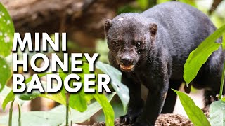 Tayra The Honey Badger of South America [upl. by Neelyad]