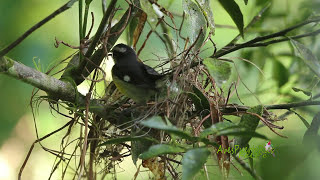 REINITA COMÚN construyendo nido Bananaquit Coereba flaveola portoricensis SUBESPECIE Puerto Rico [upl. by Birch463]