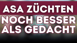 ASA ZÜCHTEN  Der komplette Versuchsaufbau [upl. by Wat]