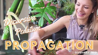 Decursiva amp Pedatum Propagation Checks  House Plant Giveaway Info [upl. by Ail]