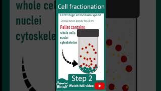 Cell fractionation explained in 1 minutes  Cell bio in 1 minute series [upl. by Nnaylloh459]