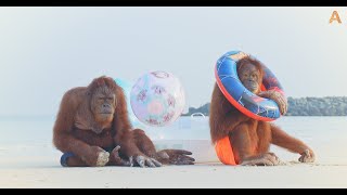 Animalia  The Orangutans chill out at the beach [upl. by Nauqram918]