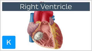 Right Ventricle  Function Definition and Anatomy  Human Anatomy  Kenhub [upl. by Ffilc]