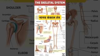 skeletal system मानव कंकाल तंत्र skeleton system of human bodyshorts ytshorts ytshort [upl. by Nerrawed]