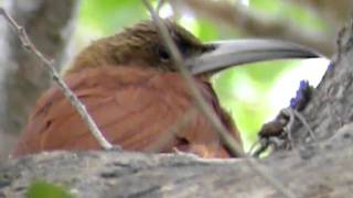 Great Rufous Woodcreeper [upl. by Litta]