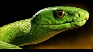 Tree Python Green Mamba Spitting Cobra Black Mamba Yellow Anaconda King Cobra Rattle Snake [upl. by Olzsal]