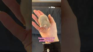 Hamster yedi günlük değişimi Bebek hamster Mimuymi büyüme videosu [upl. by Jannelle]