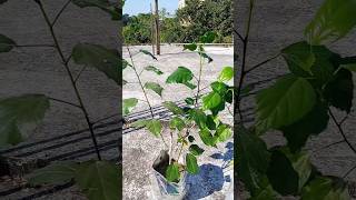 How to get rid of Mealybugs from hibiscus plant🌺🌺🌱Gardening tips🌱🌱youtube shorts🌱🌺Israts Garden [upl. by Ellehcram380]