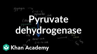 Regulation of Pyruvate Dehydrogenase [upl. by Hama518]