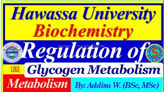 Regulation of Glycogen Metabolism glycogenolysis glycogenesis carbohydrates metabolism review [upl. by Eidassac]