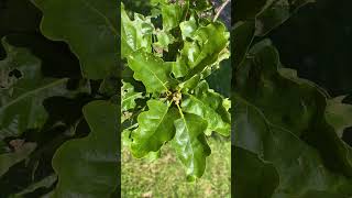 Sessile oak  young acorns  fruit amp leaves  May 2024 [upl. by Aramahs]