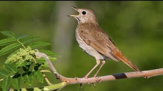 Hermit Thrush Singing [upl. by Eimiaj]