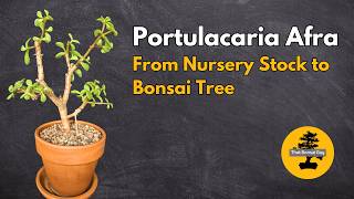 From Nursery Stock to Bonsai Starting a Portulacaria Afra Journey [upl. by Assilaj5]