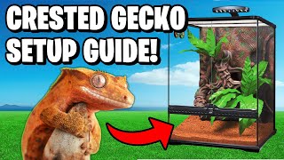 Crested Gecko Setup [upl. by Letha]