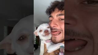 Chitkulla dog dog niki chihuahua nikiedit humor nikiangry [upl. by Mcspadden]