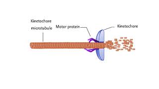 Mechanisms for chromosome movement [upl. by Tterab387]