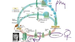 Moss Life Cycle [upl. by Eimrots]