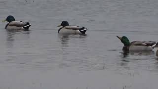 Stockenten Brandgans Ostsee Gelting Bucht Birk Erpel Vogel Schwimmente Badeente Gans 😂🤣 [upl. by Alyehs]