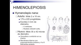 Himenolepiasis  Catedra Parasitología EJMV UCV [upl. by Hussar831]