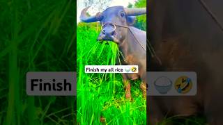 Finish my all rice 🍚🐃🤣😂 comedy funny buffalo shorts [upl. by Ocsisnarf]