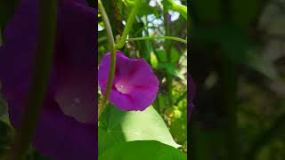 ipomoea purpurea flowers 🌸 nature [upl. by Htial]