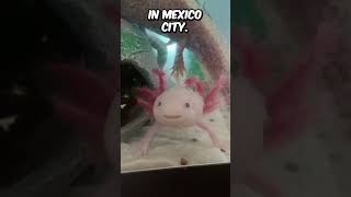 The Adorable Axolotl animalfacts learning marinebiology [upl. by Aletta249]