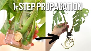 HOW TO PROPAGATE MONSTERA DELICIOSA PLANT IN WATER [upl. by Nirad201]