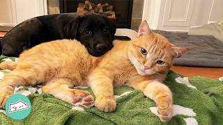 Bossy Cat Ruled The House Until Baby Lab Changed Everything  Cuddle Buddies [upl. by Joannes]