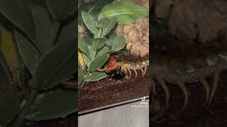 Centipede feeding centipede scolopendra invert invertebrates [upl. by Ylus288]