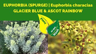 EUPHORBIA  SPURGE  Euphorbia characias  GLACIER BLUE amp ASCOT RAINBOW [upl. by Danete244]