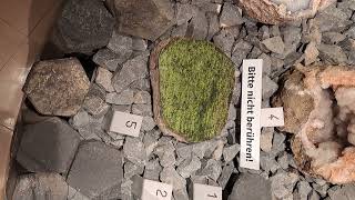 Banded Mantle Peridotite Nodule from the Eifel rocks olivine geology earthscience eifel lava [upl. by Jemine173]