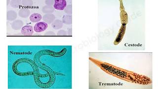 Introduction to Medical Parasitology lecture [upl. by Ahsym]