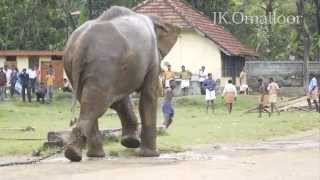 ELEPHANT ATTACK MAHOUT IN KERALA [upl. by Ehr]