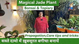 Ep4 Magical Jade Plant  Bonsai  Topiary  Propagation amp Care सस्ते दामो में ख़ूबसूरत बगीचा बनाये [upl. by Aizek]