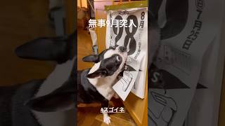 日めくりカレンダー犬 無事9月突入した日めくりカレンダーをめくるボストンテリア [upl. by Tiedeman542]