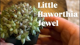 I collect Haworthia and this one is cool [upl. by Hctud10]