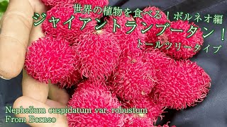 世界の植物を食べる！【ボルネオ編】 ジャイアントランブータン トールツリータイプ ！ Nephelium cuspidatum var robustum [upl. by Berliner]