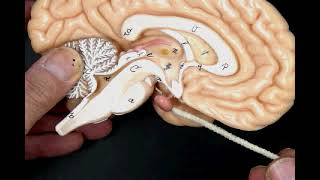 Location of the Pituitary gland hypothesis and infundibulum [upl. by Cardwell]