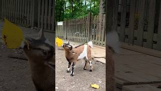 Bravo bébé chevreau  shorts animals chevreau lapecheriedaurite zoo [upl. by Atteyek952]