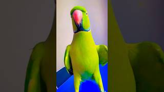 Beautiful talkative parrot Zoomi [upl. by Galven]