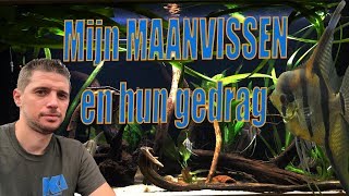 Mijn MAANVISSEN en hun GEDRAG [upl. by Maddox]