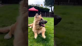 Two Month Vs One Year German shepherd transformation shots feed dog pets dogbreed dog cute [upl. by Merril]